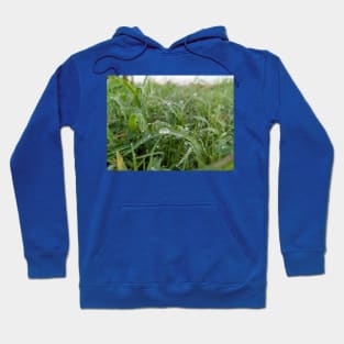 Morning Dew Hoodie